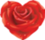 rose wallpapers android application logo